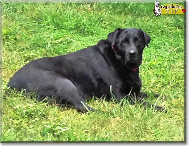 Zip the Labrador Retriever, the Dog of the Day