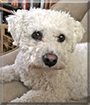 Finn the Bichon Frise