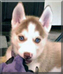 Kairi the Siberian Husky