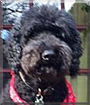 Horace the Standard Poodle