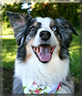 Katie the Australian Shepherd