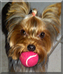 Lola the Yorkshire Terrier