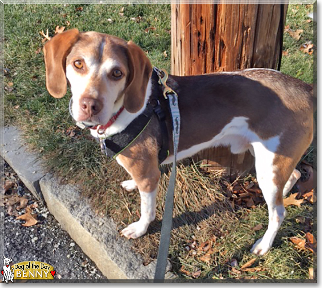 Benny the Beagle, the Dog of the Day