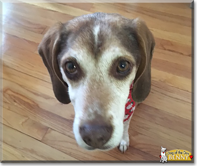 Benny the Beagle, the Dog of the Day