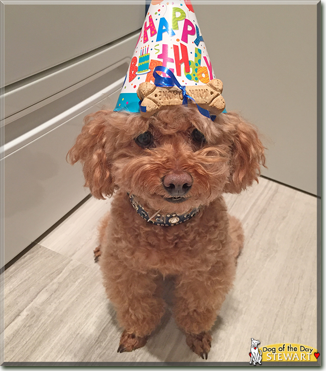 Stewart the Toy Poodle, the Dog of the Day