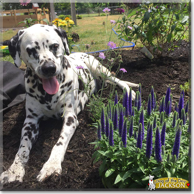 Jackson the Dalmatian, the Dog of the Day