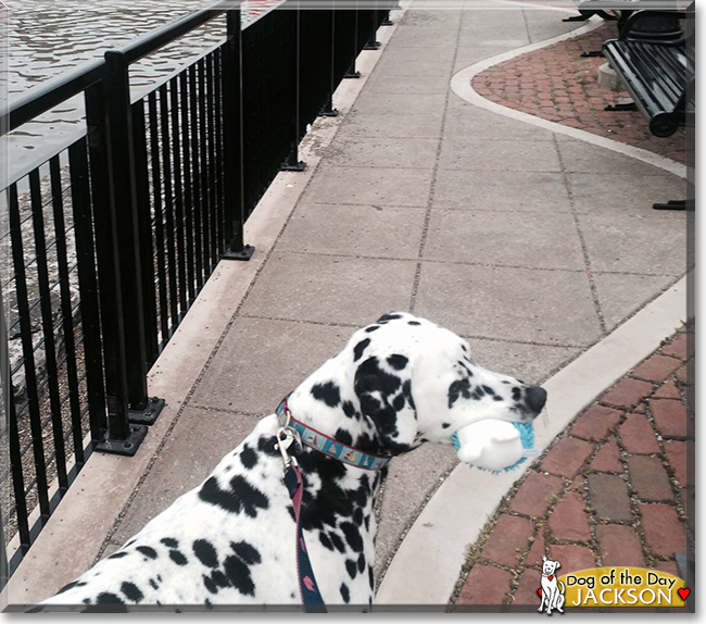 Jackson the Dalmatian, the Dog of the Day