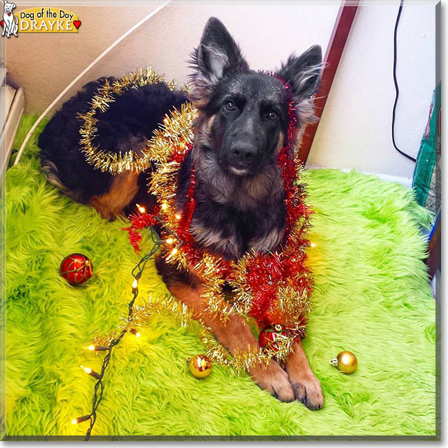 Drayke the German Shepherd, the Dog of the Day