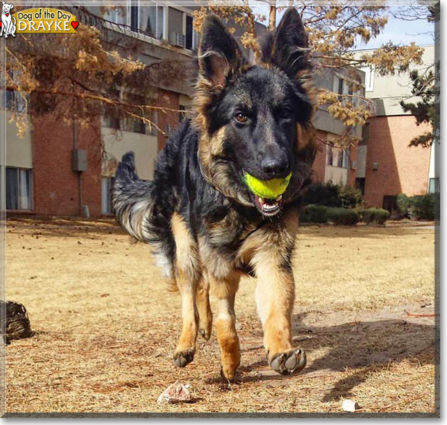 Drayke the German Shepherd, the Dog of the Day