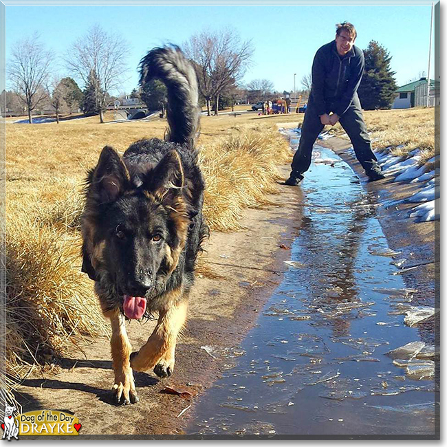 Drayke the German Shepherd, the Dog of the Day