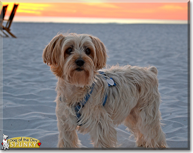 Spunky the Yorkshire Terrier/Silky Terrier mix, the Dog of the Day