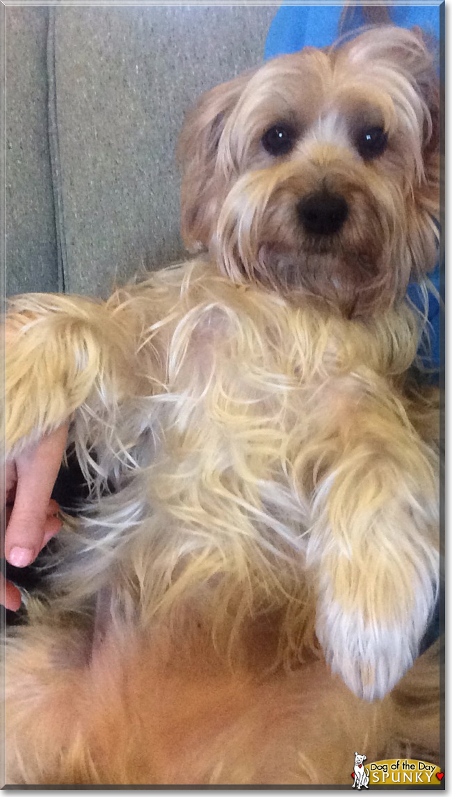 Spunky the Yorkshire Terrier/Silky Terrier mix, the Dog of the Day