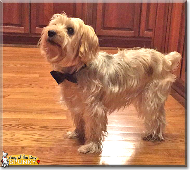 Spunky the Yorkshire Terrier/Silky Terrier mix, the Dog of the Day