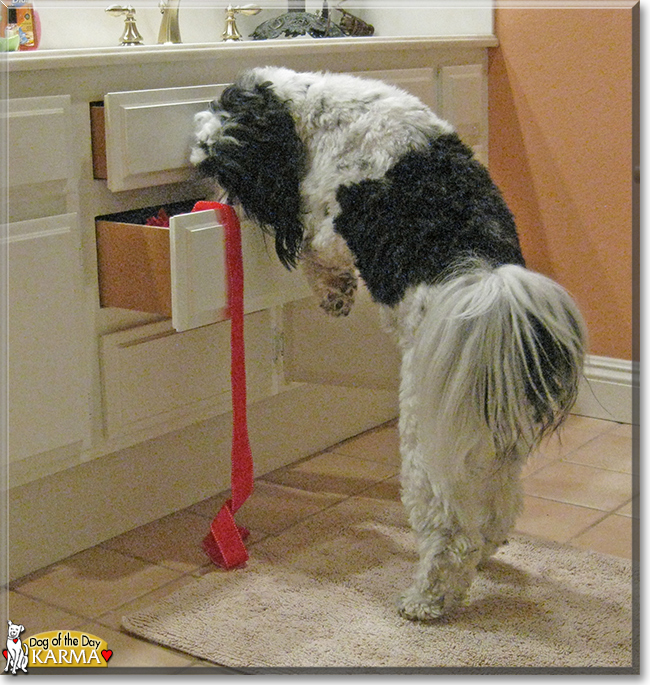 Karma the Tibetan Terrier, the Dog of the Day