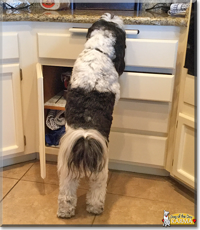 Karma the Tibetan Terrier, the Dog of the Day