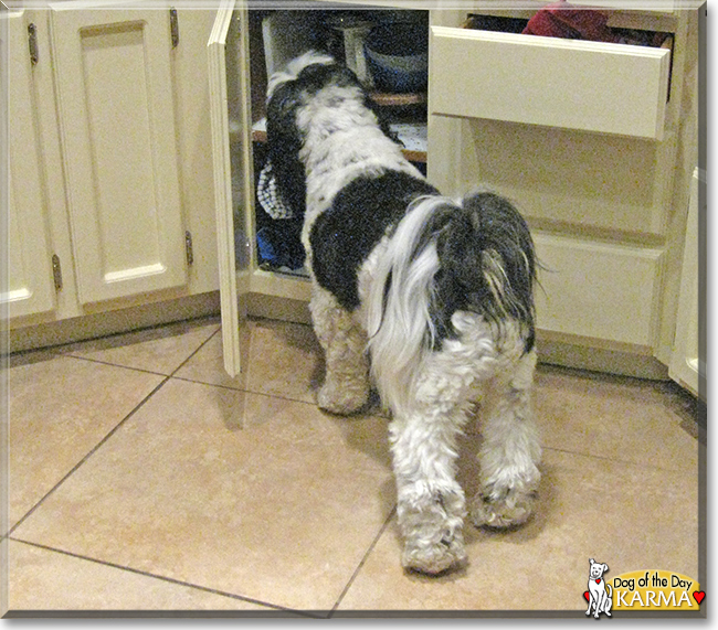 Karma the Tibetan Terrier, the Dog of the Day