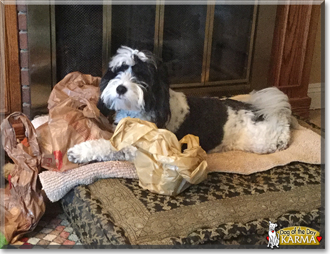 Karma the Tibetan Terrier, the Dog of the Day