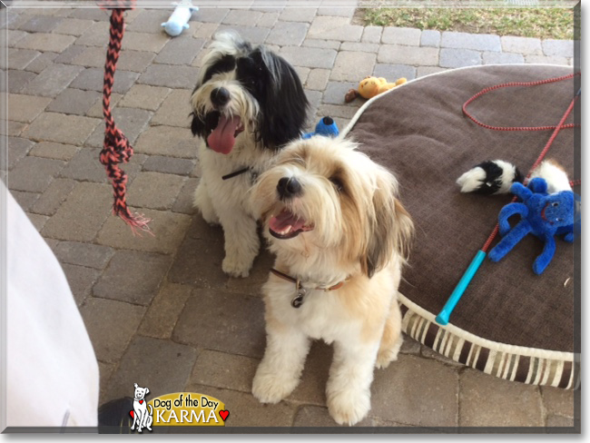 Karma the Tibetan Terrier, the Dog of the Day