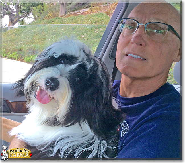 Karma the Tibetan Terrier, the Dog of the Day