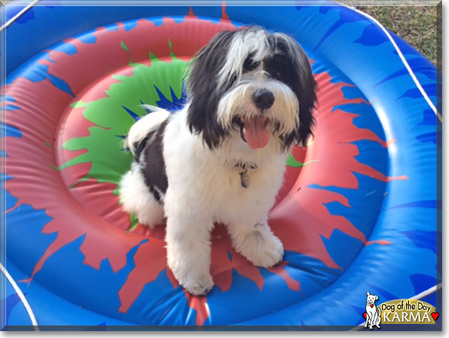 Karma the Tibetan Terrier, the Dog of the Day