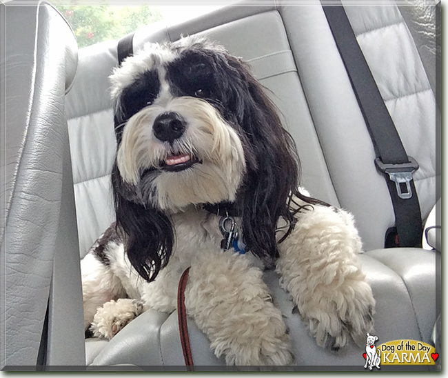 Karma the Tibetan Terrier, the Dog of the Day