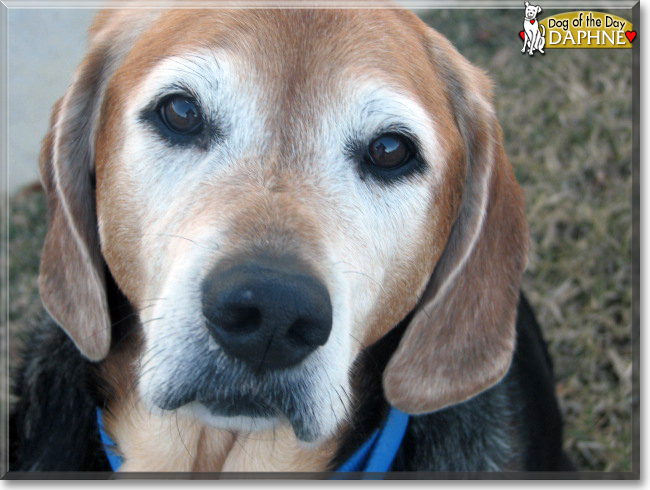 Daphne the Beagle/Labrador/Unknown mix, the Dog of the Day