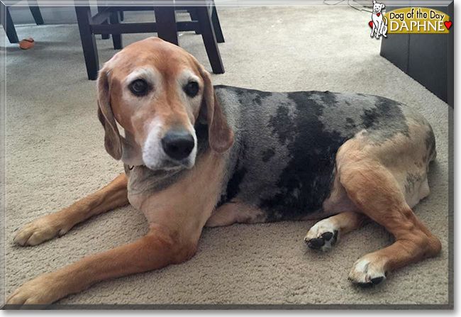 Daphne the Beagle/Labrador/Unknown mix, the Dog of the Day