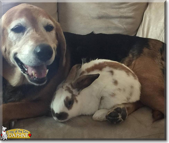 Daphne the Beagle/Labrador/Unknown mix, the Dog of the Day