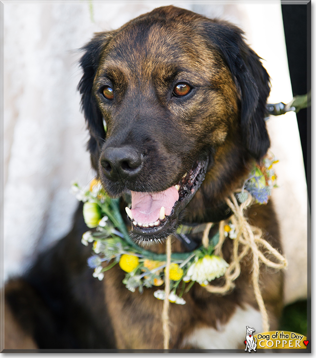 Copper the Dog, the Dog of the Day