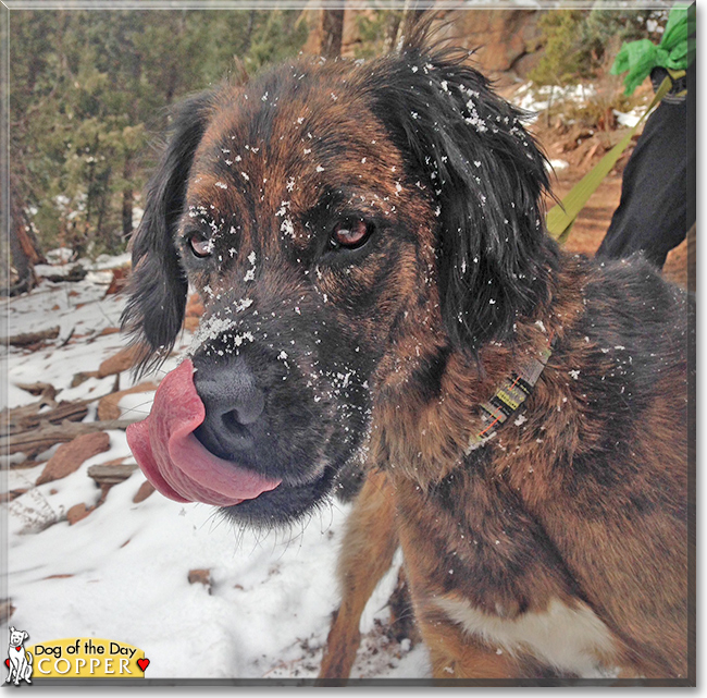 Copper the Dog, the Dog of the Day