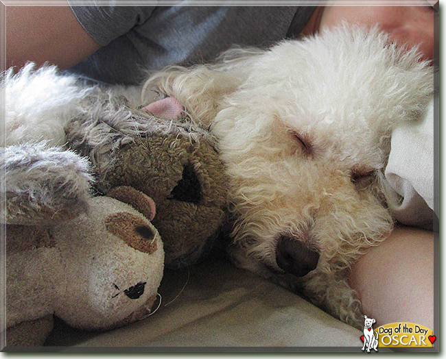 Oscar the Poodle Mix, the Dog of the Day