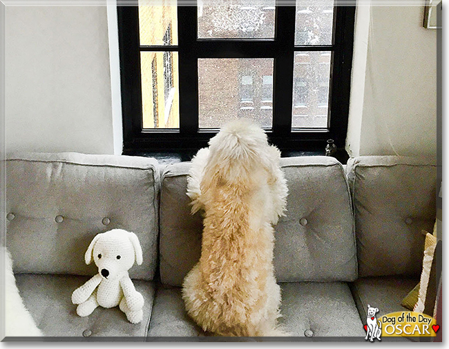 Oscar the Poodle Mix, the Dog of the Day