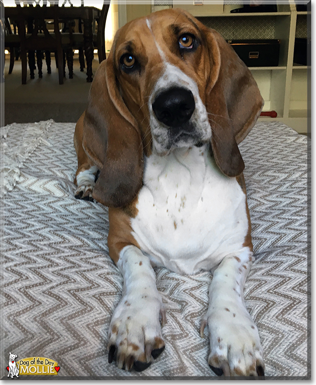 Mollie the Basset Hound, the Dog of the Day