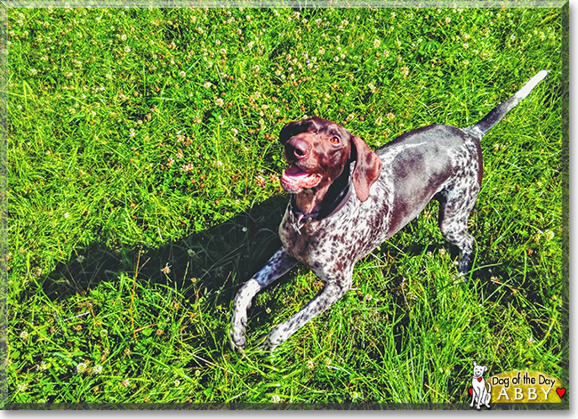 Abby the German Shorthaired Pointer, the Dog of the Day