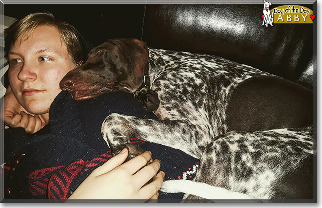 Abby the German Shorthaired Pointer, the Dog of the Day