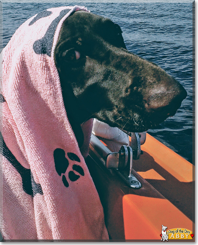 Abby the German Shorthaired Pointer, the Dog of the Day