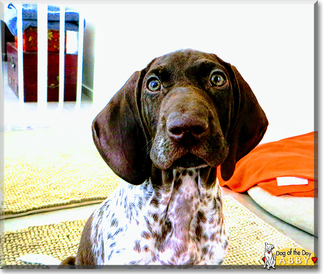 Abby the German Shorthaired Pointer, the Dog of the Day