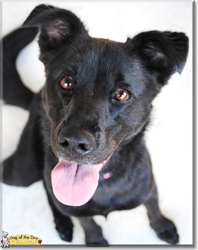 Cyanide the Labrador Retriever mix, the Dog of the Day