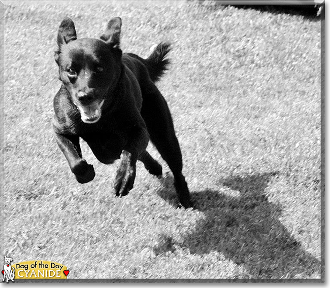 Cyanide the Labrador Retriever mix, the Dog of the Day