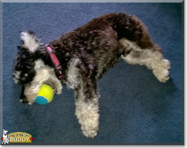 Buddy the Miniature Schnauzer, the Dog of the Day