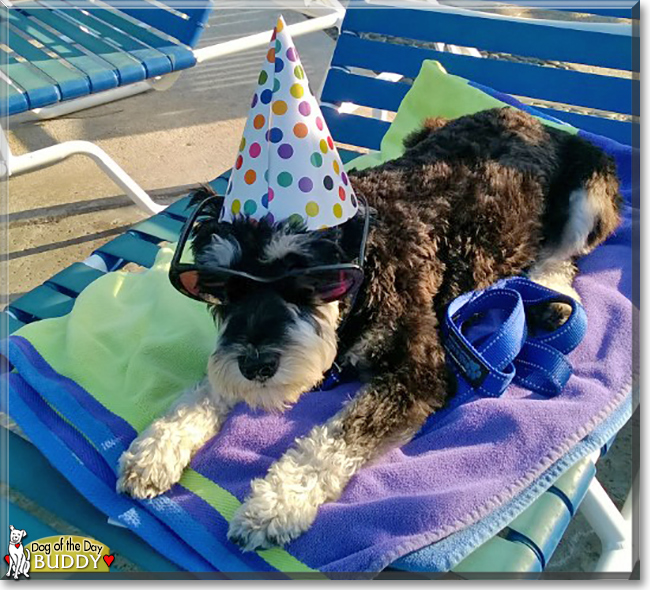 Buddy the Miniature Schnauzer, the Dog of the Day