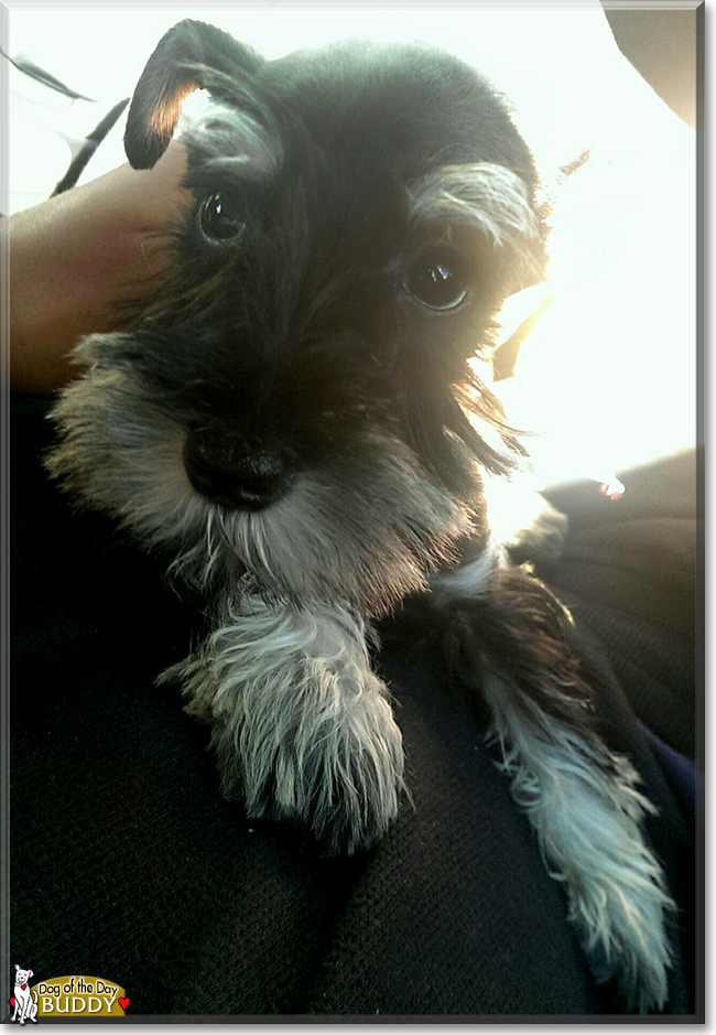 Buddy the Miniature Schnauzer, the Dog of the Day