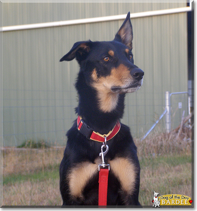 Bardee the Kelpie, the Dog of the Day