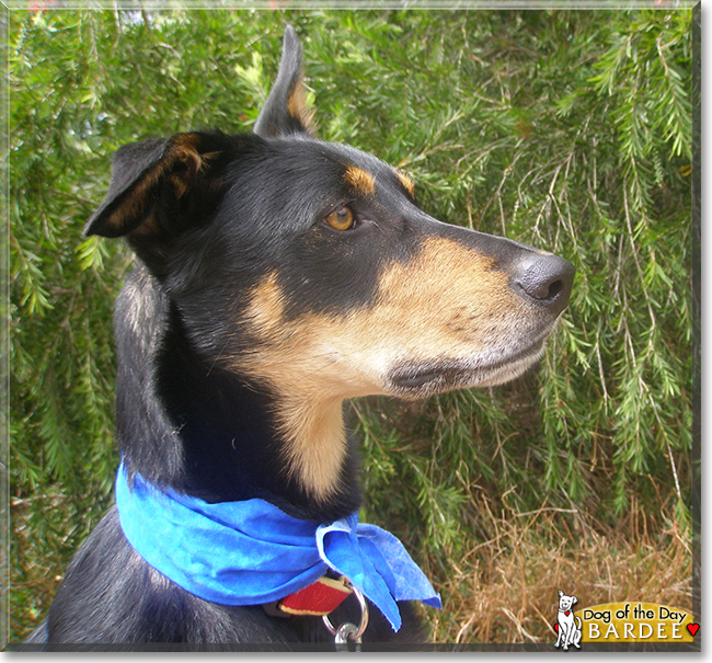 Bardee the Kelpie, the Dog of the Day