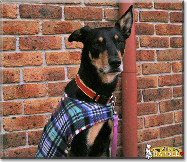 Bardee the Kelpie, the Dog of the Day