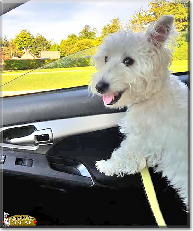 Oscar the West Highland Terrier, the Dog of the Day