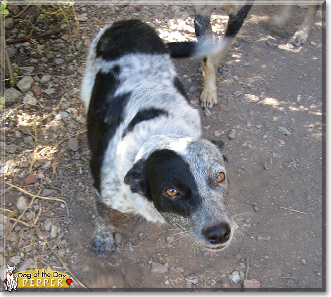 Pepper the Australian Cattle Dog, the Dog of the Day