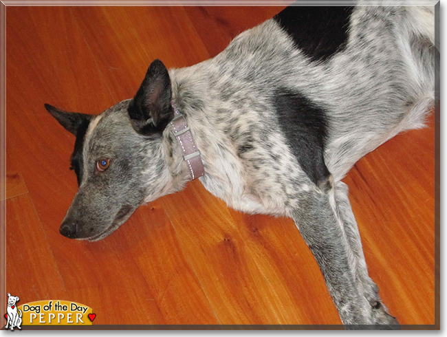 Pepper the Australian Cattle Dog, the Dog of the Day