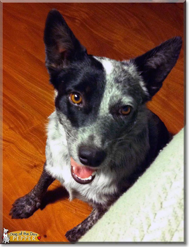 Pepper the Australian Cattle Dog, the Dog of the Day