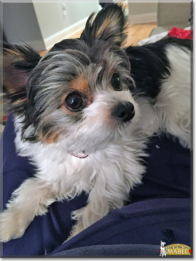 Mabel the Yorkie/Chihuahua/American Eskimo Dog, the Dog of the Day